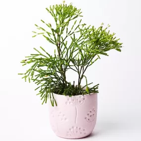 Spiro Pot Pink